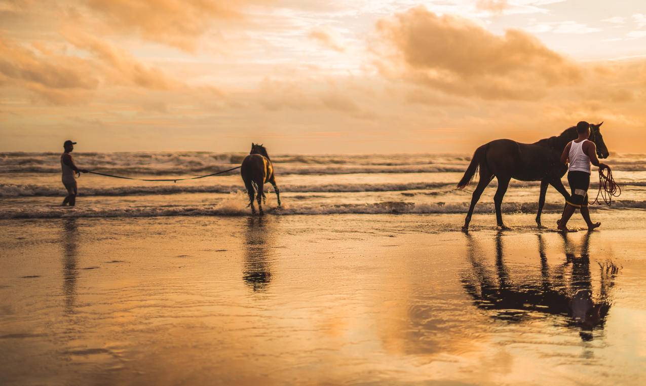 海滩上的两匹马