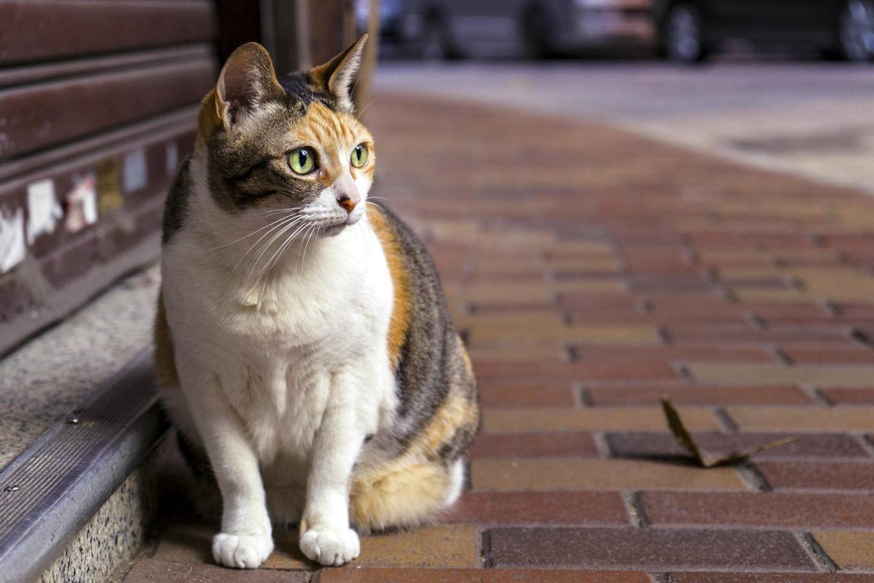 棕色和白色斑纹猫坐在棕色砖路上