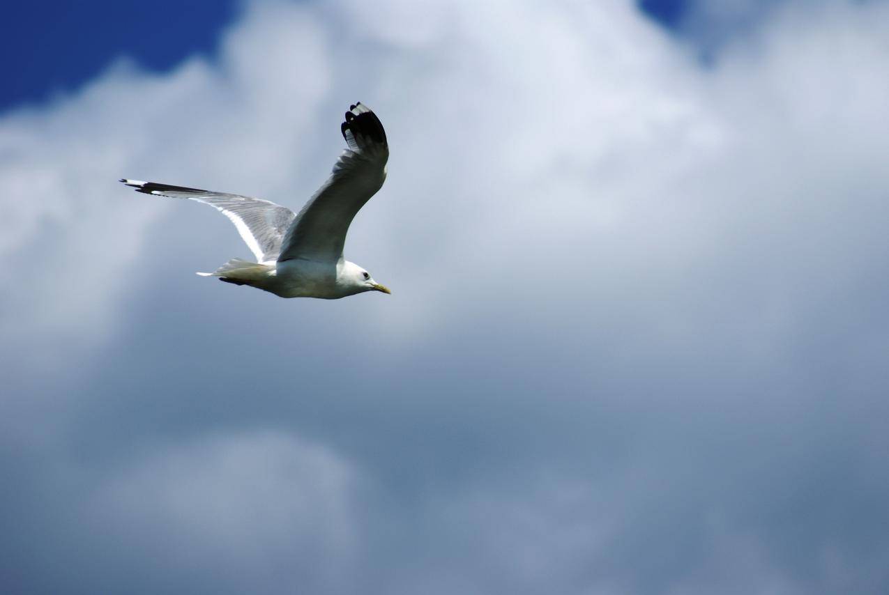 展翅翱翔的海鸥高清图片