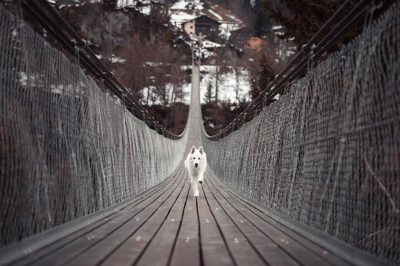 在桥上奔跑的狗