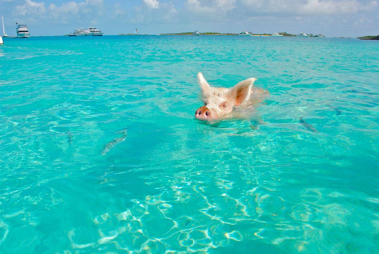 The Swimming Pigs of Big Major's Spot in The Exumas