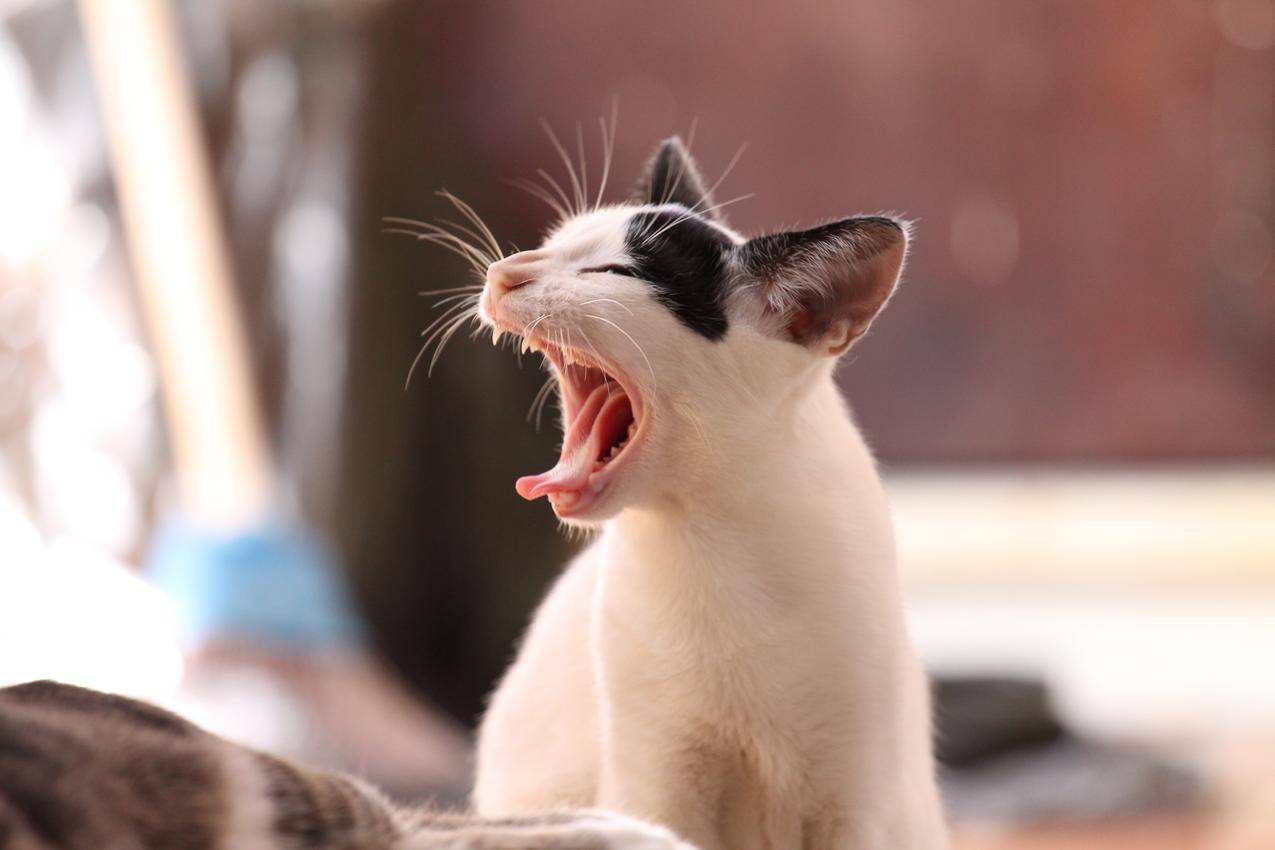 White和黑猫白天吐舌头