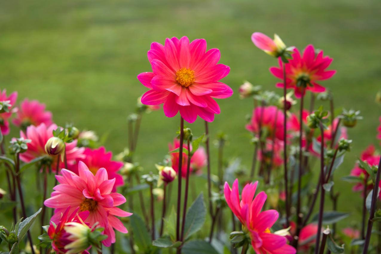 自然,花卉,植物,粉红cc0可商用高清图片