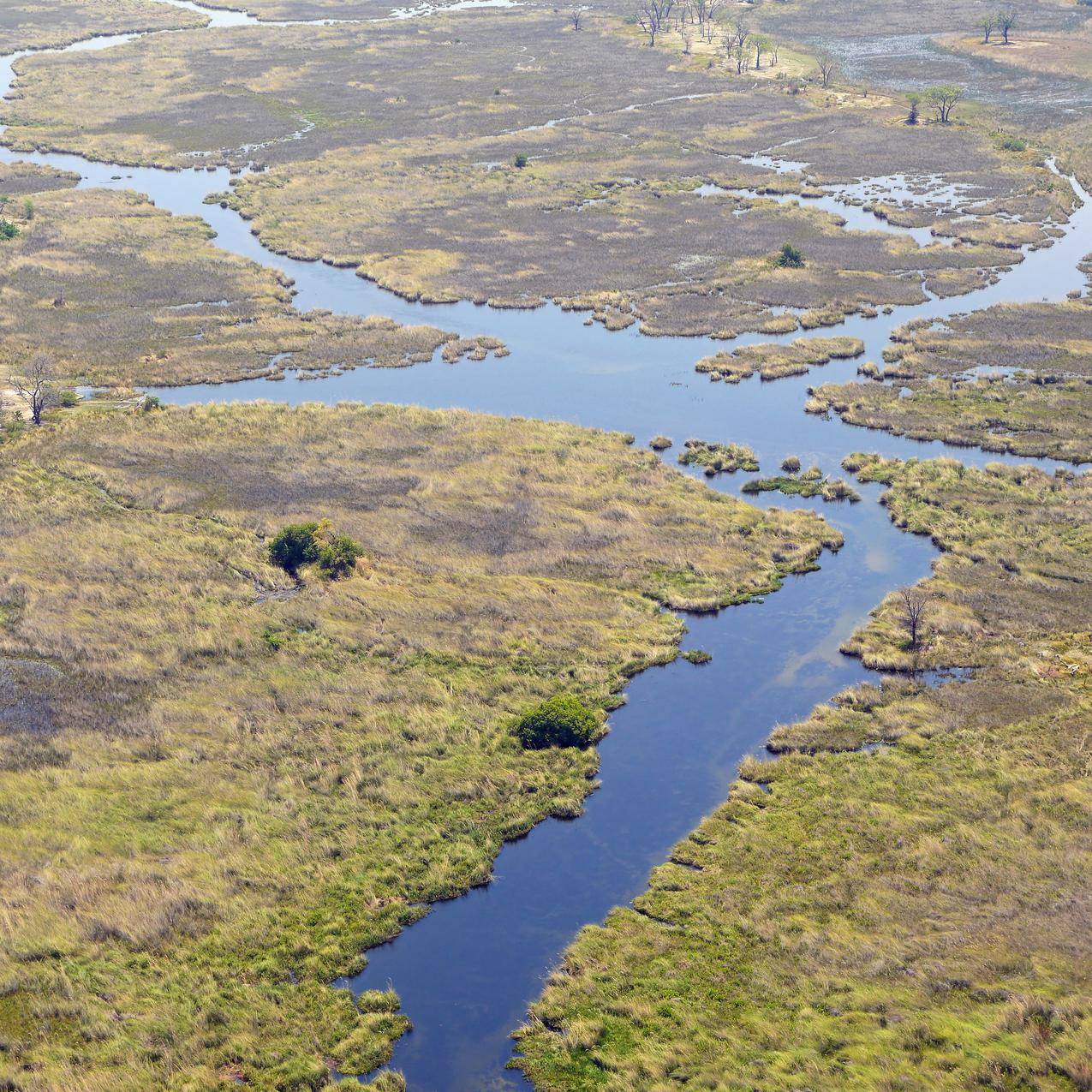 博茨瓦纳奥卡万戈三角洲沼泽图片