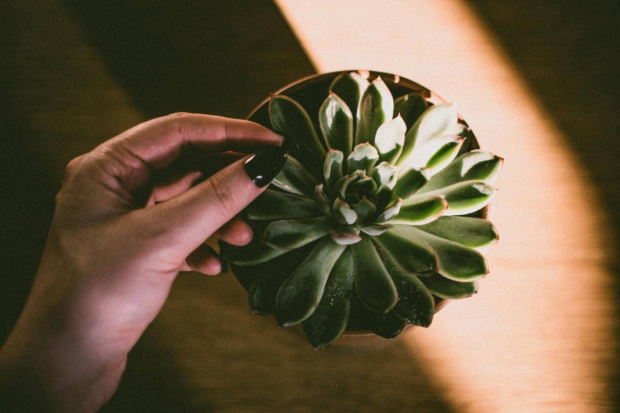 棕色盆栽绿色植物特写图片