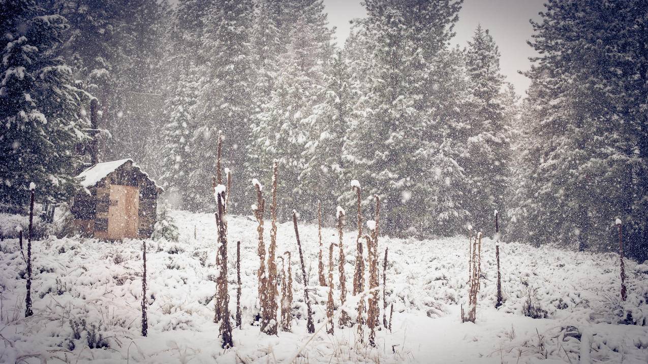 雪中青松附近的棕色棚子