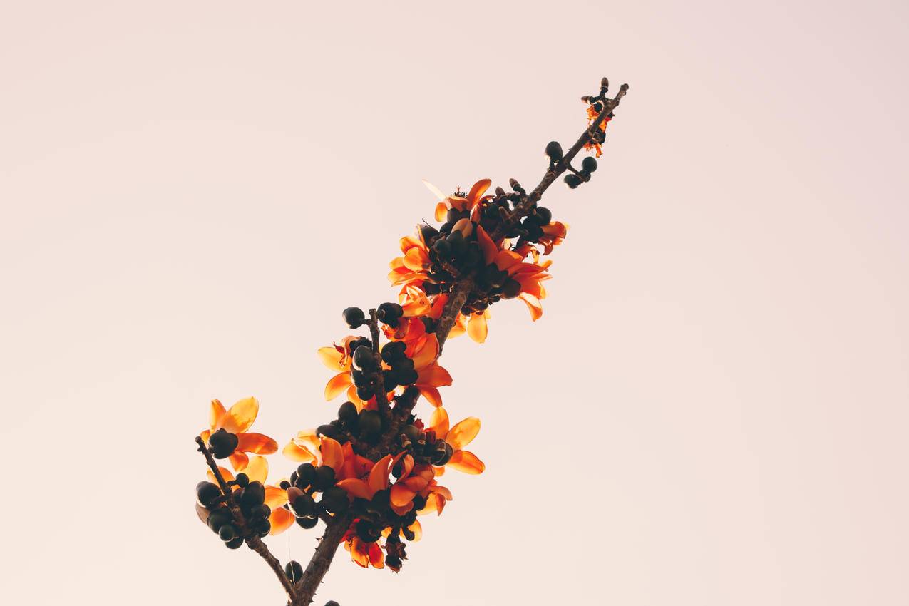 Orange,Flowers的特写镜头