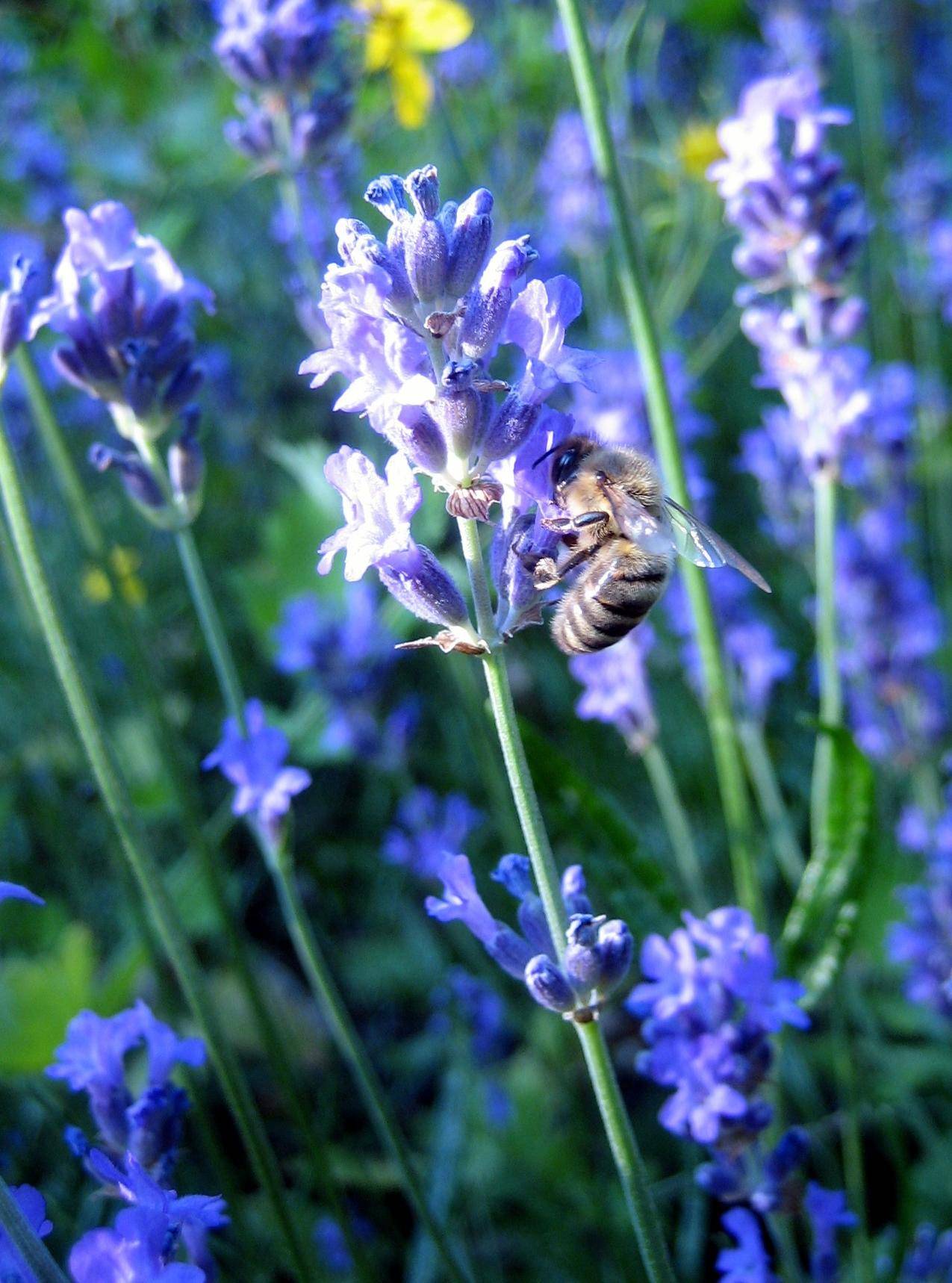 蜜蜂与薰衣草的花朵图片