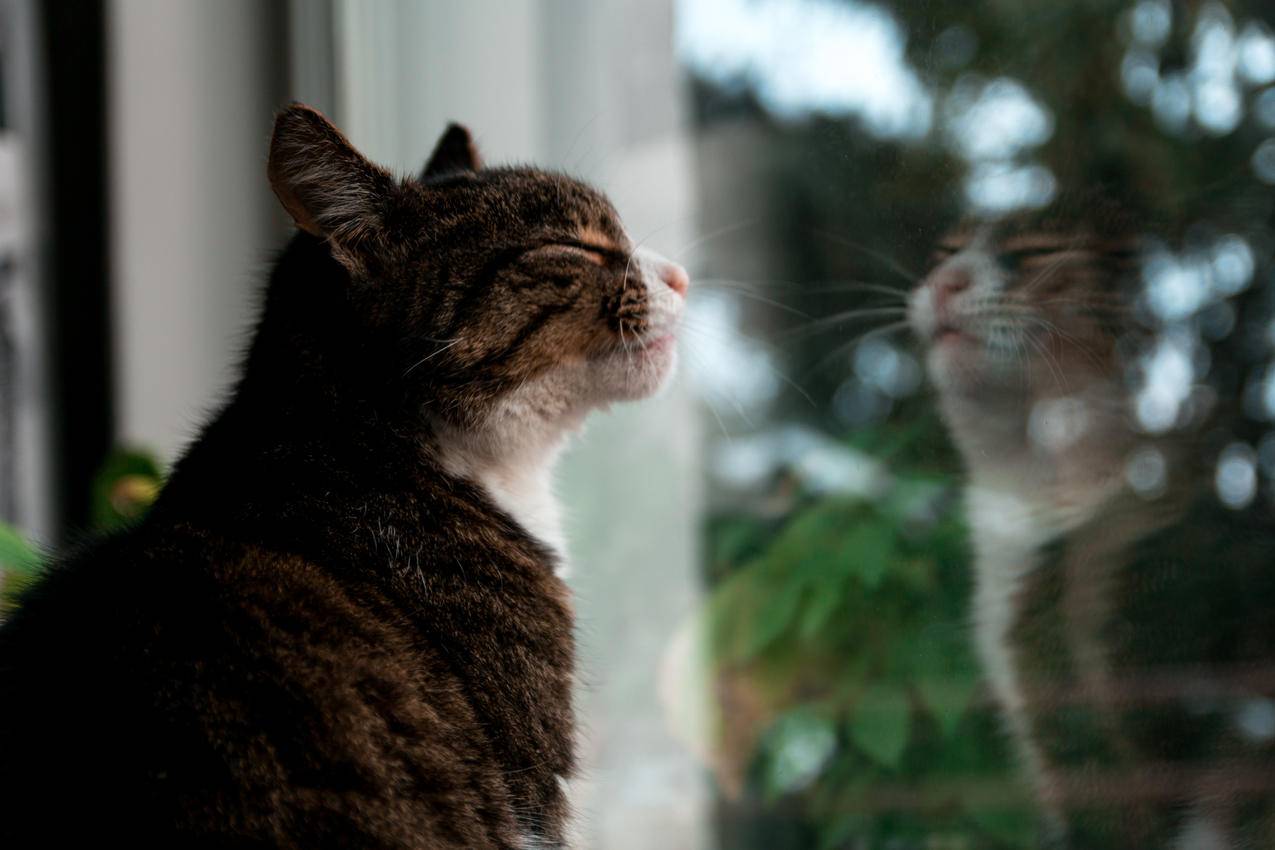 棕色对角线小猫站在玻璃窗上的选择性聚焦摄影