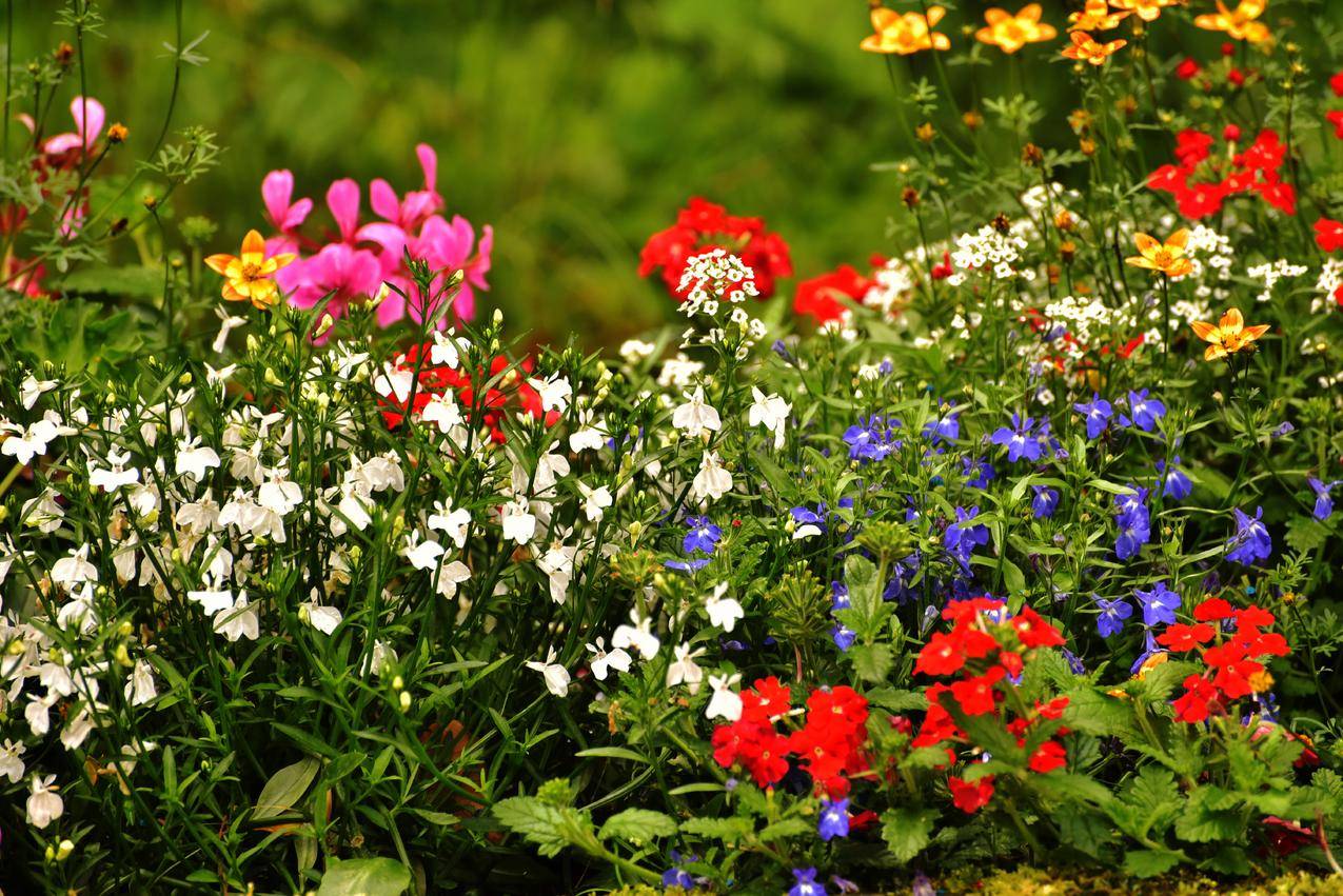 自然,鲜花,紫色,花园cc0可商用高清图片