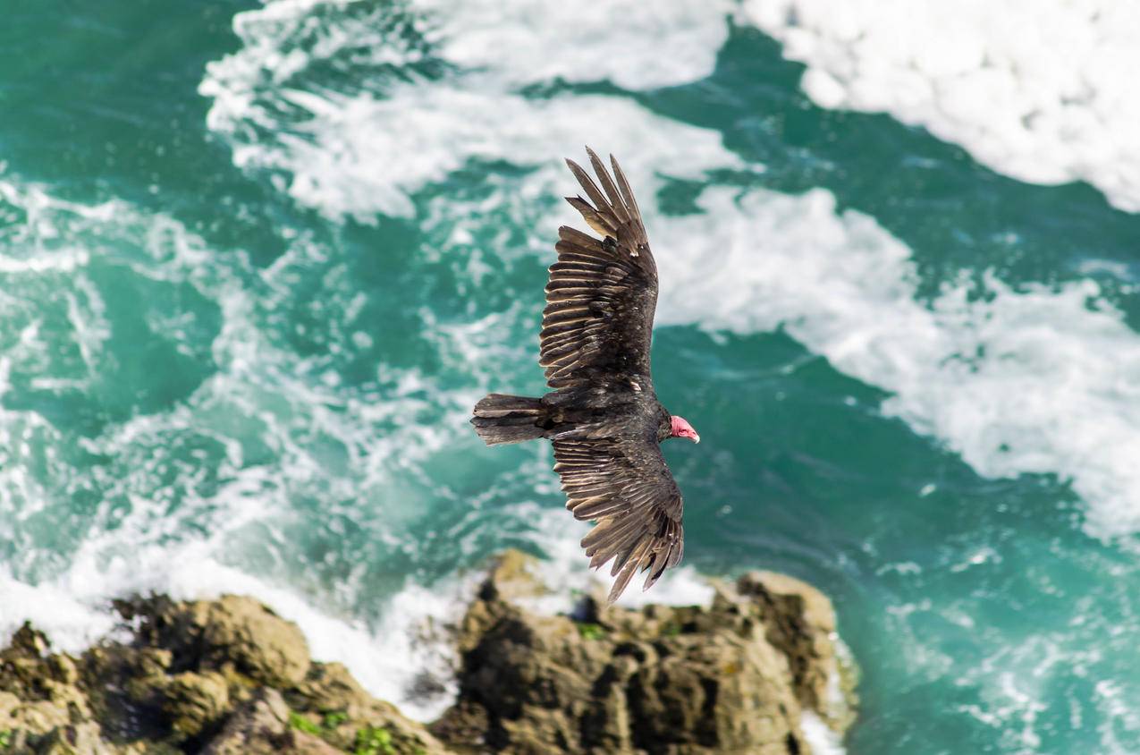 大海上空展翅翱翔的鹰的图片