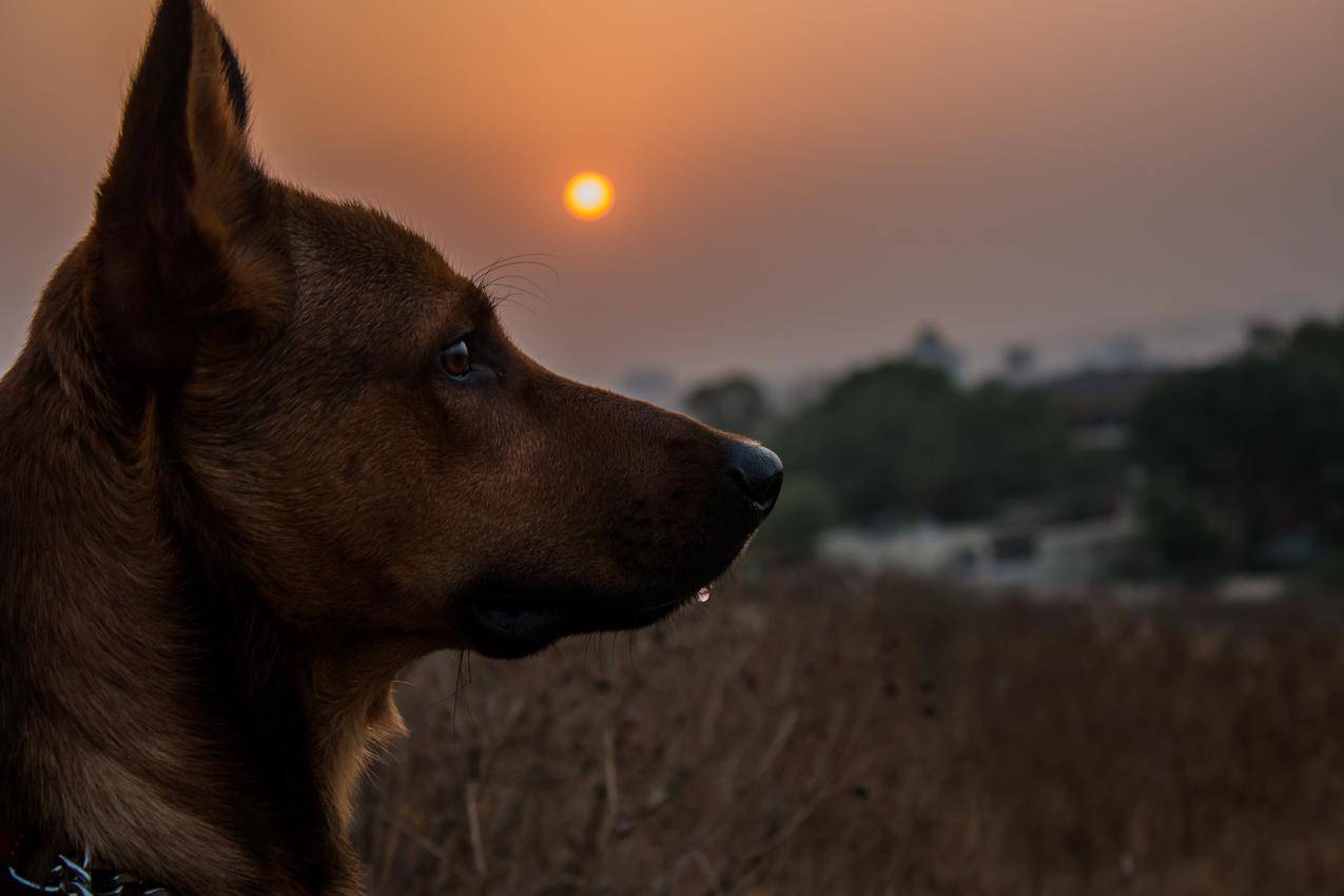 黎明,日落,日出,狗狗免费照片