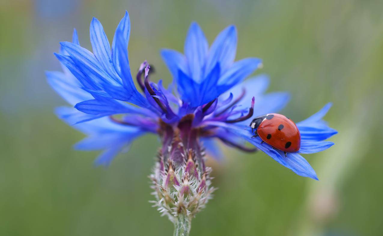 蓝色的矢车菊花上的瓢虫图片