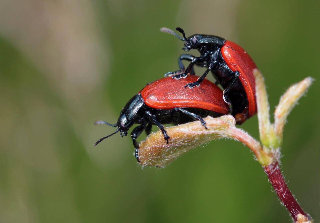 甲虫交配高清图片