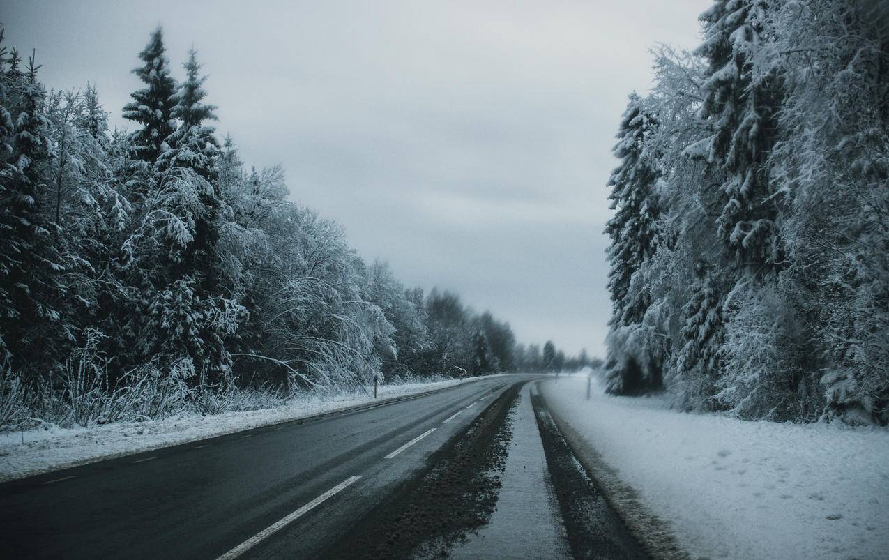 灰色的铺路在高大的树上覆盖着雪