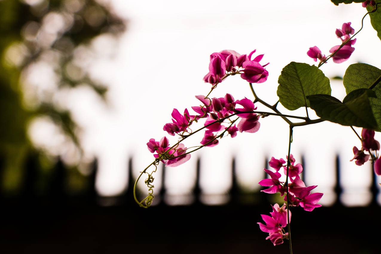 粉红瓣花6k壁纸