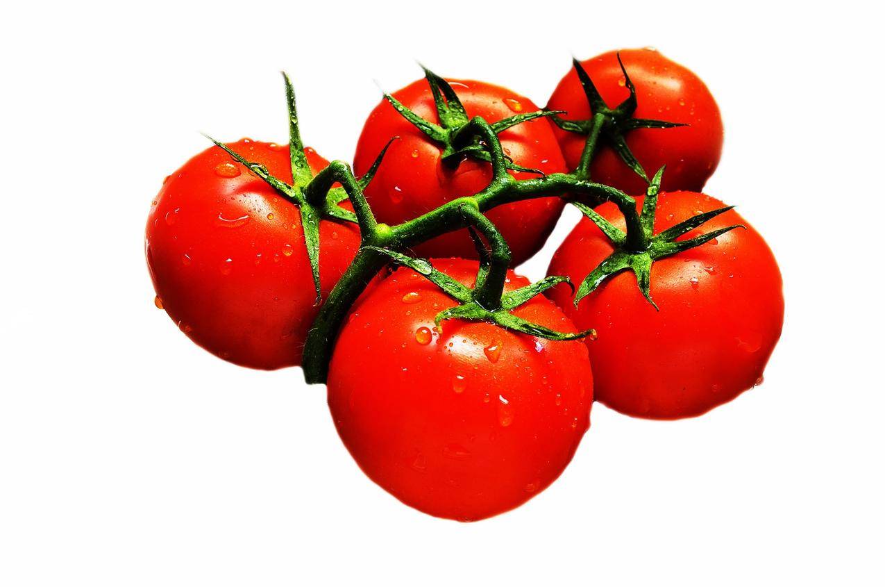 红绿番茄果实