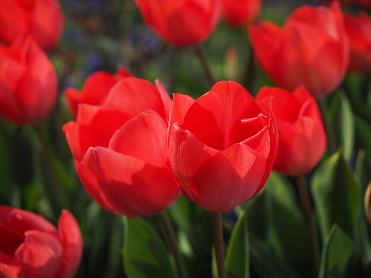 自然,红色,鲜花,花园cc0可商用高清图片