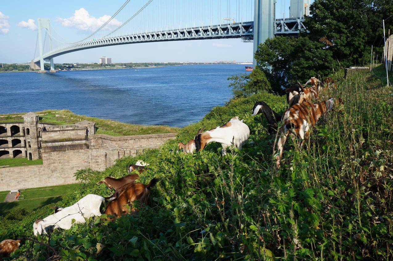 桥梁,河流与放牧的山羊图片