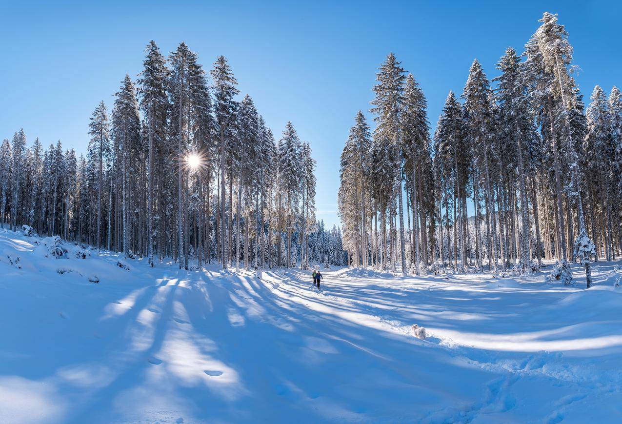 cc0可商用高清的冷,雪,景,自然图片