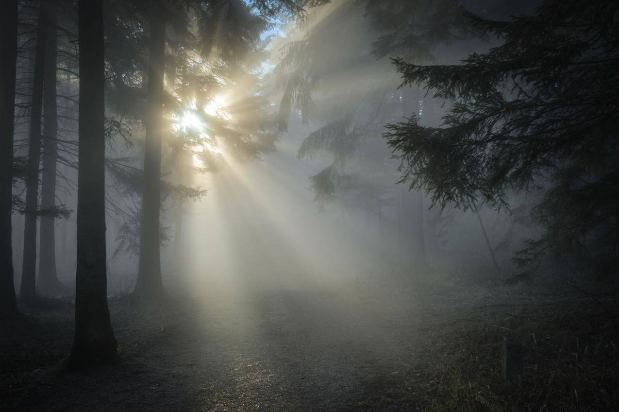 阳光透过树叶和薄雾