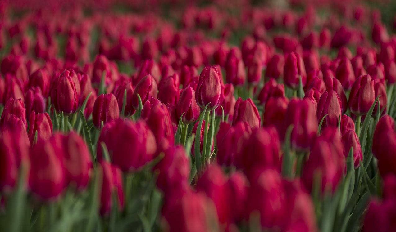 红郁金香花圃近景高清大图