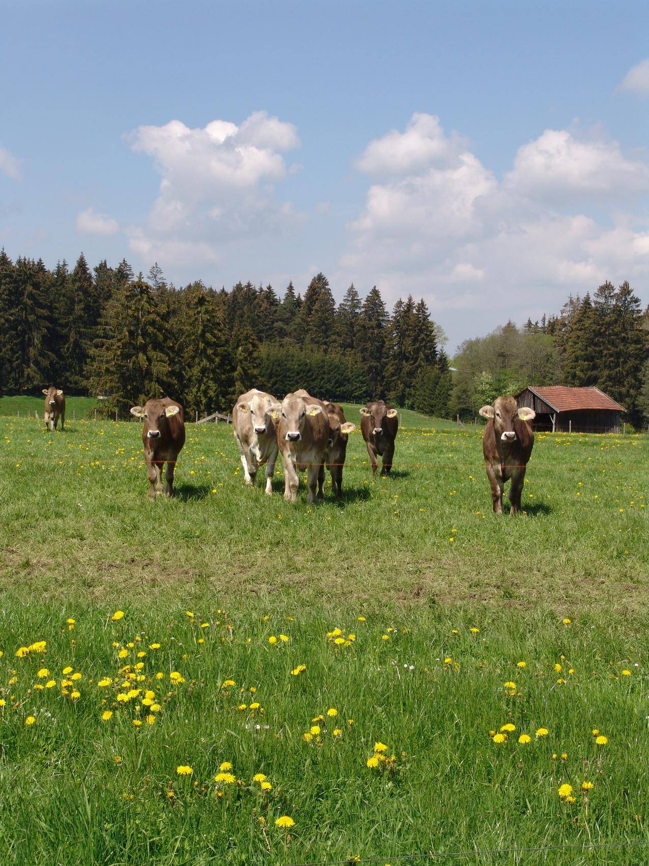 农场牧场的黄牛高清图片