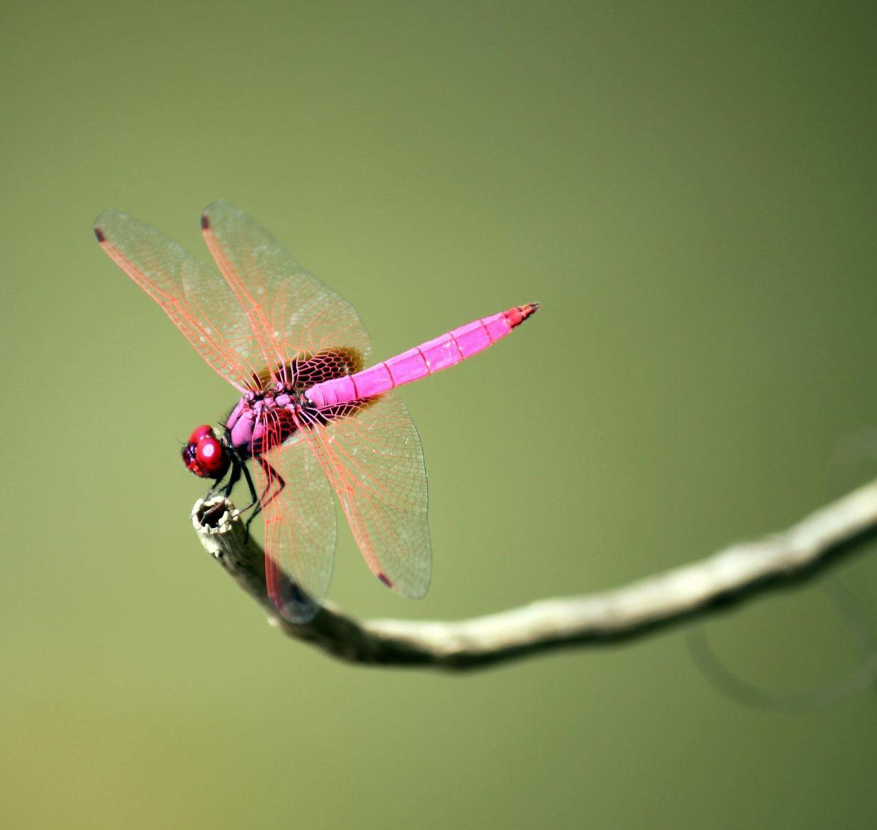 粉红色的蜻蜓高清图片