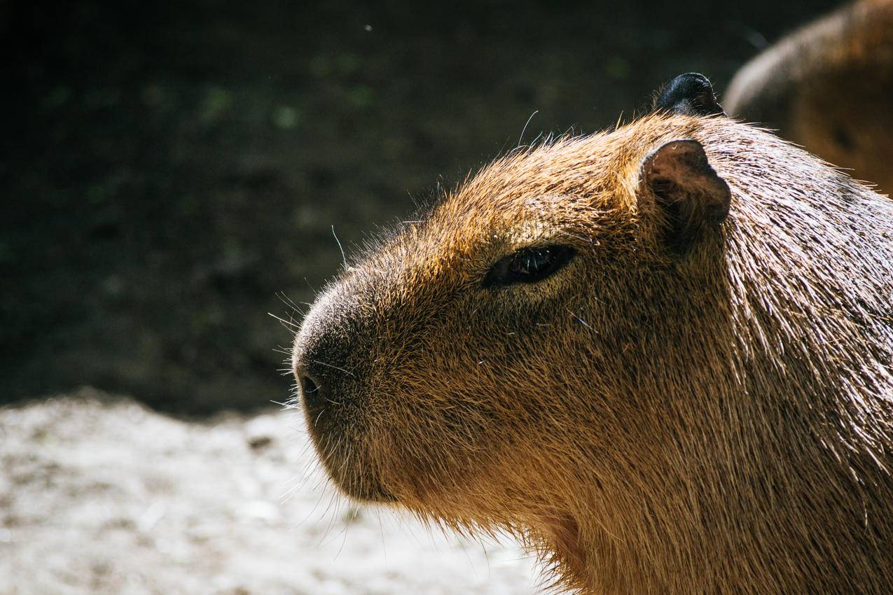 Brown,Capybara选辑
