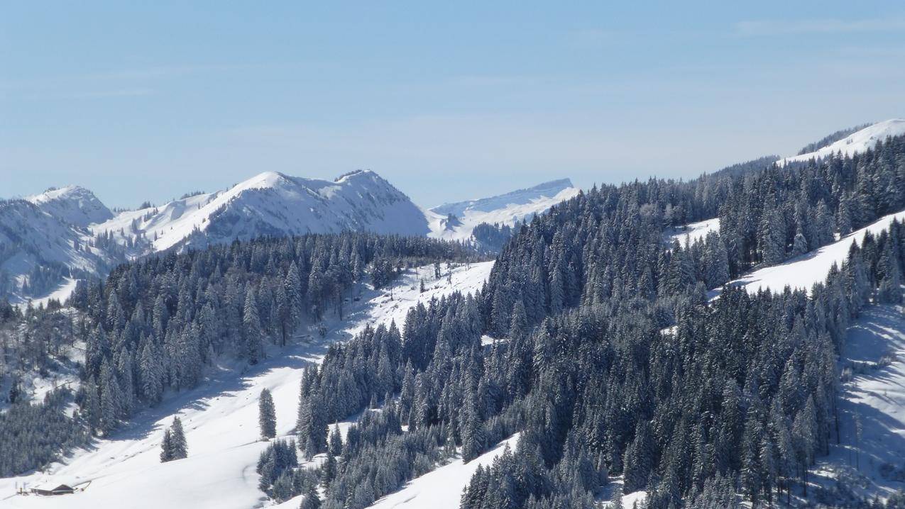 冬天的针叶林森林雪山景观图片