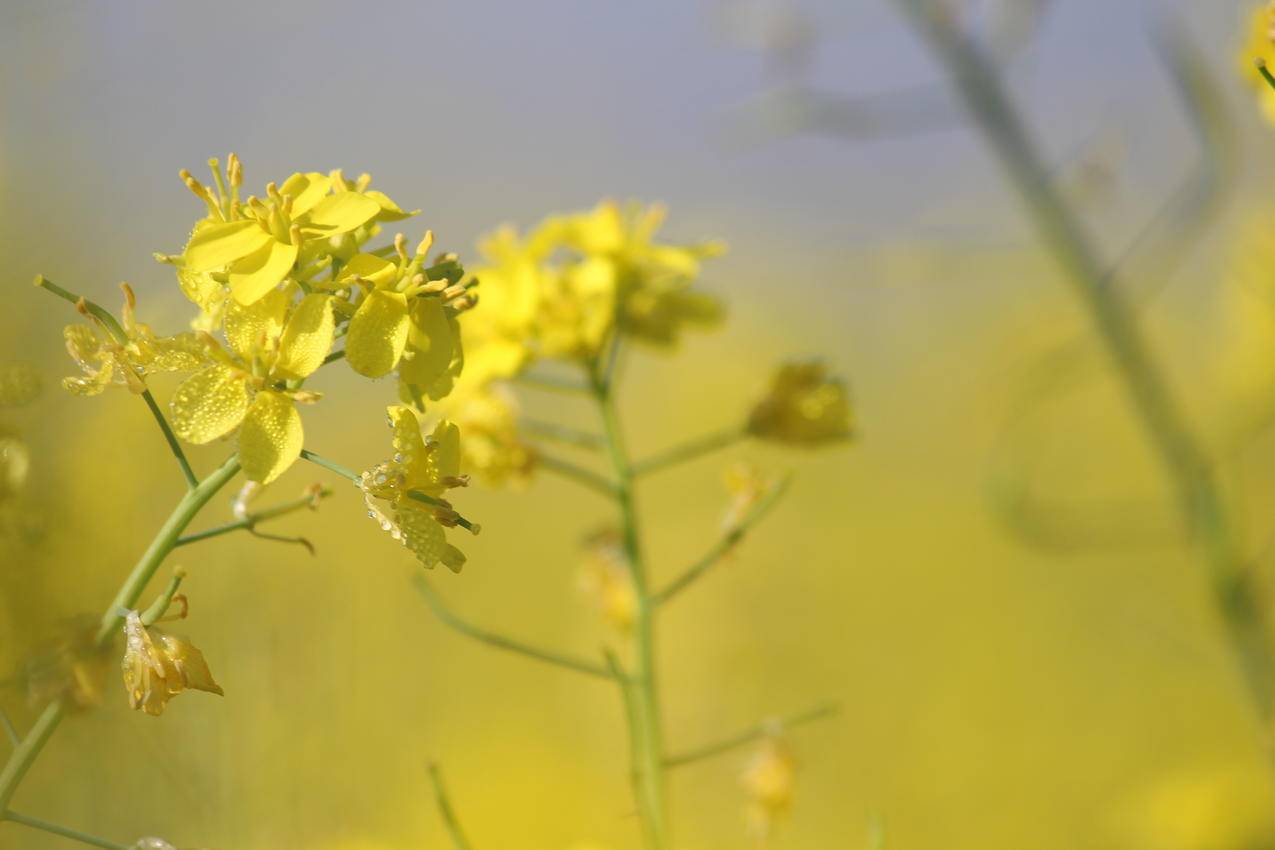 黄色花瓣的焦点摄影
