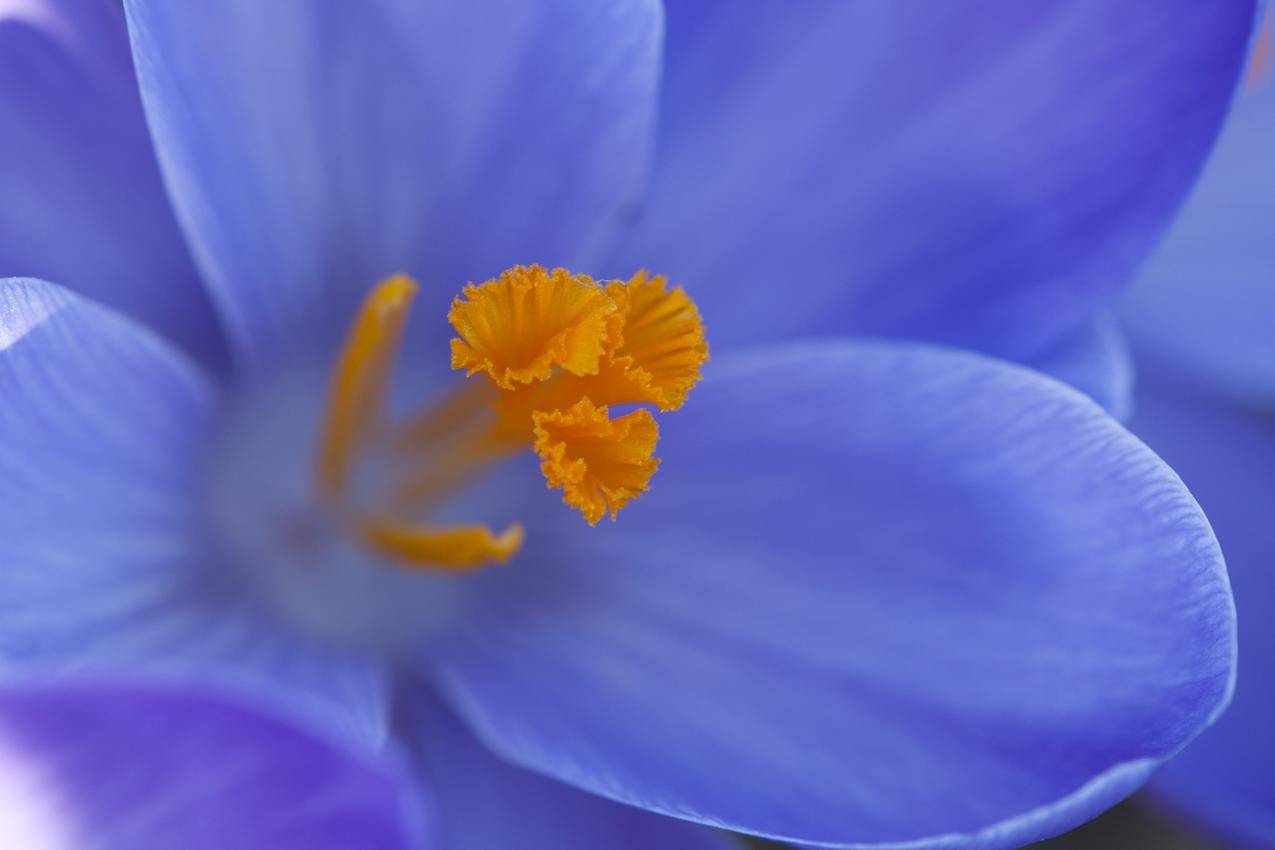 番红花花蕊高清壁纸