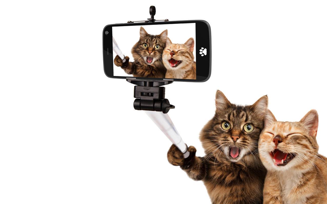 猫,聪明的猫,自拍的可爱照片,6K壁纸
