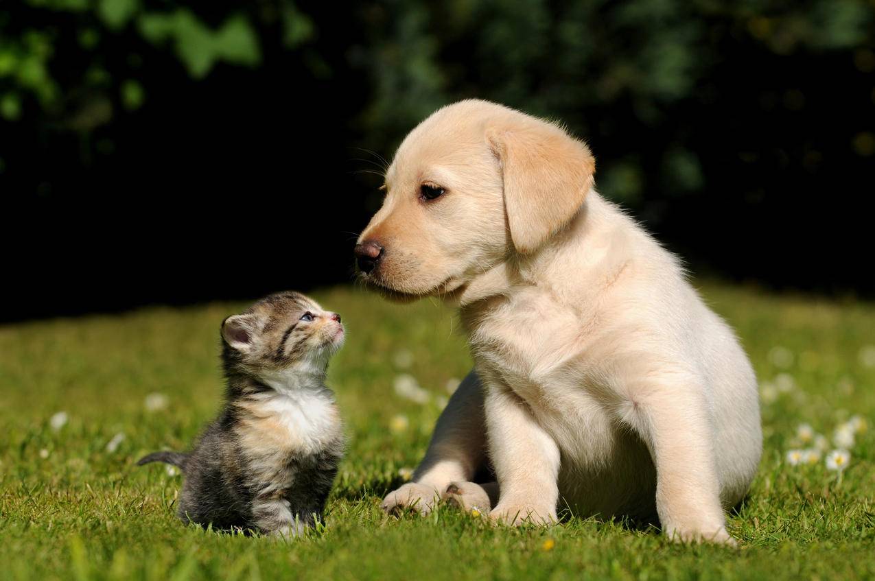 小猫和小狗,朋友,草地,可爱动物图片