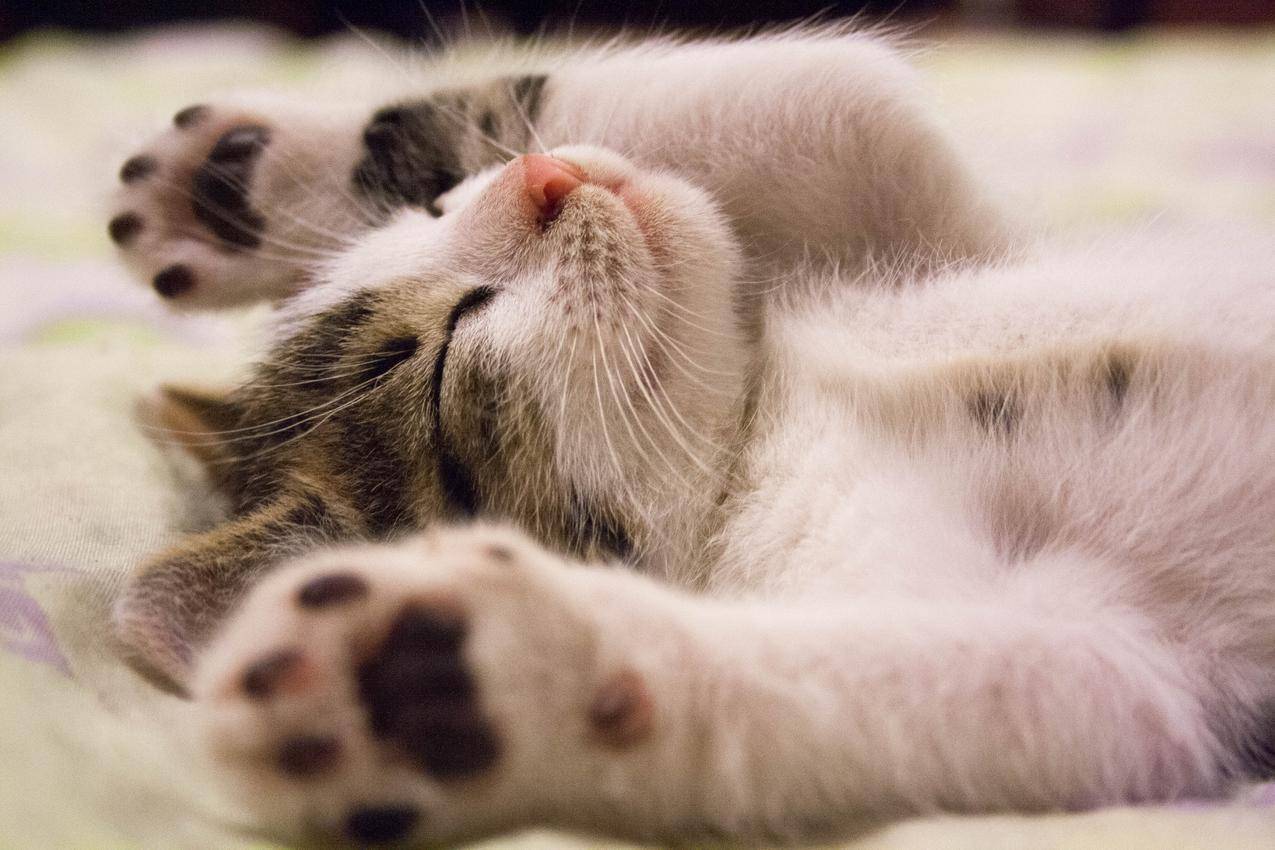 可爱猫猫睡觉4k壁纸