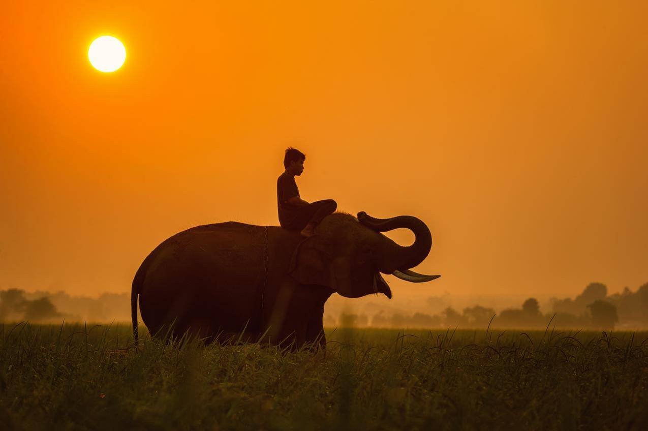 非洲,非洲人,大象,动物,麦田,4K图片