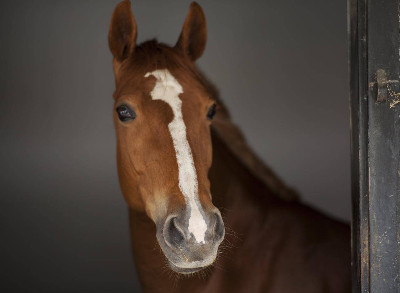 马,马头,动物,美丽眼睛,动物头,纯种马,鼻子,马4K壁纸