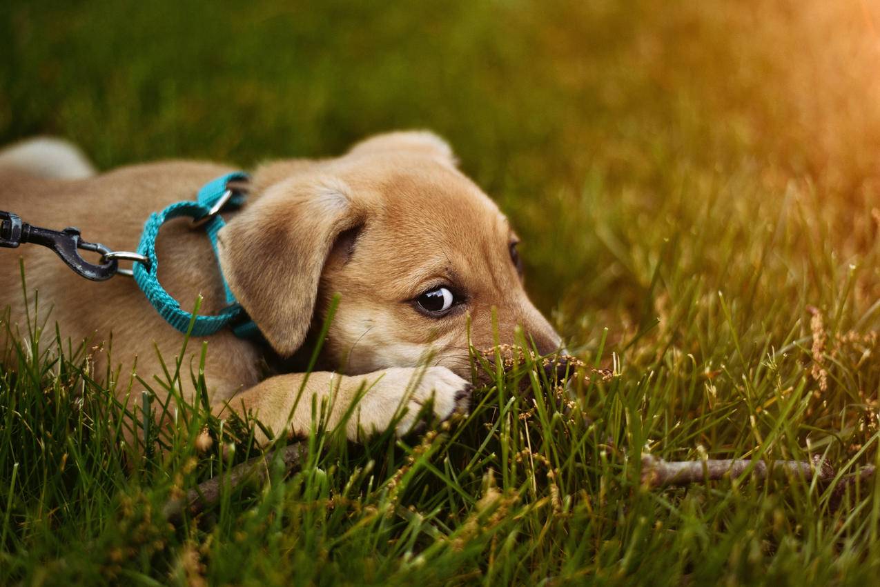 草地上可爱的小狗4K壁纸