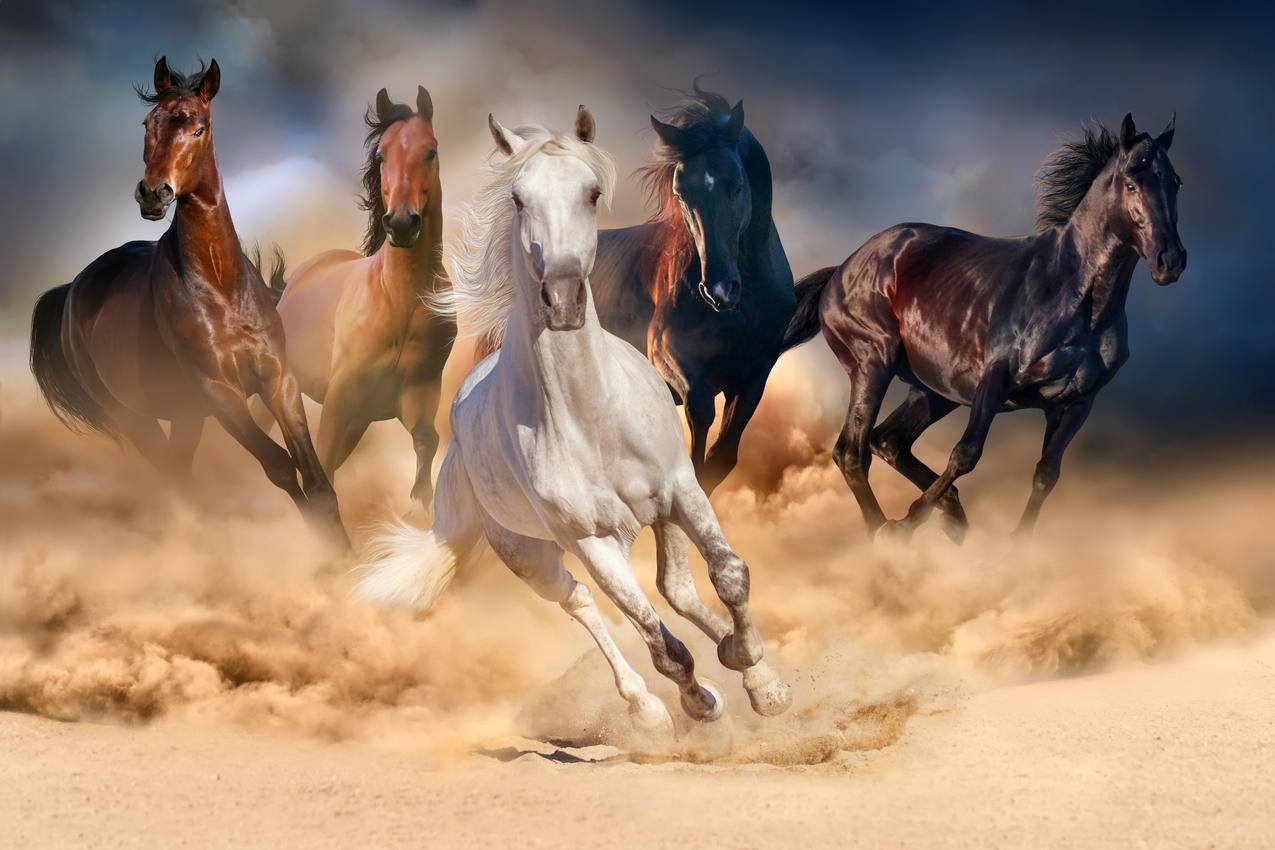 沙场上奔跑的五匹骏马高清图片