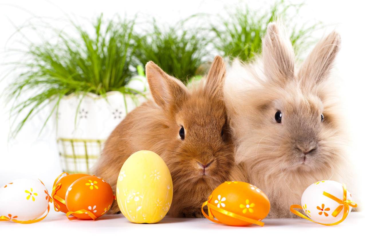 复活节,可爱兔子,彩蛋,4K壁纸