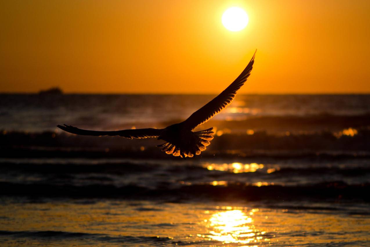 夕阳,鸟儿飞翔,大海,波浪,高清图片
