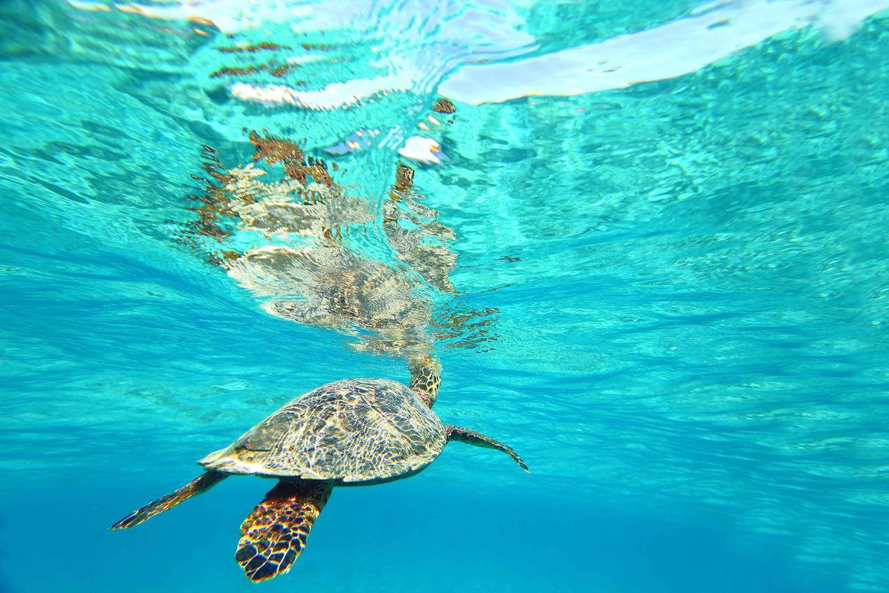 大海,海底,海龟,梦幻风景图片