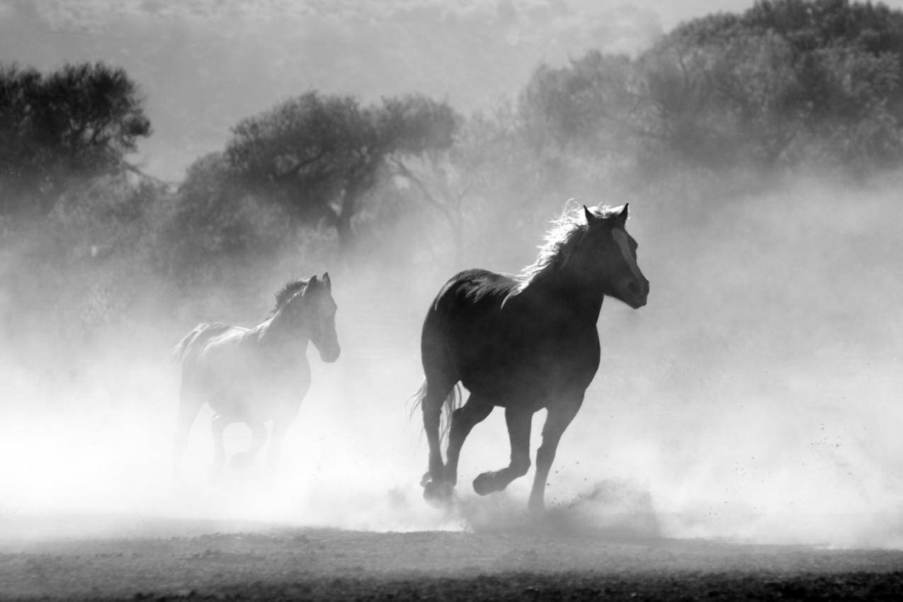 马群,雾,自然,野生,自由,奔跑,4K图片