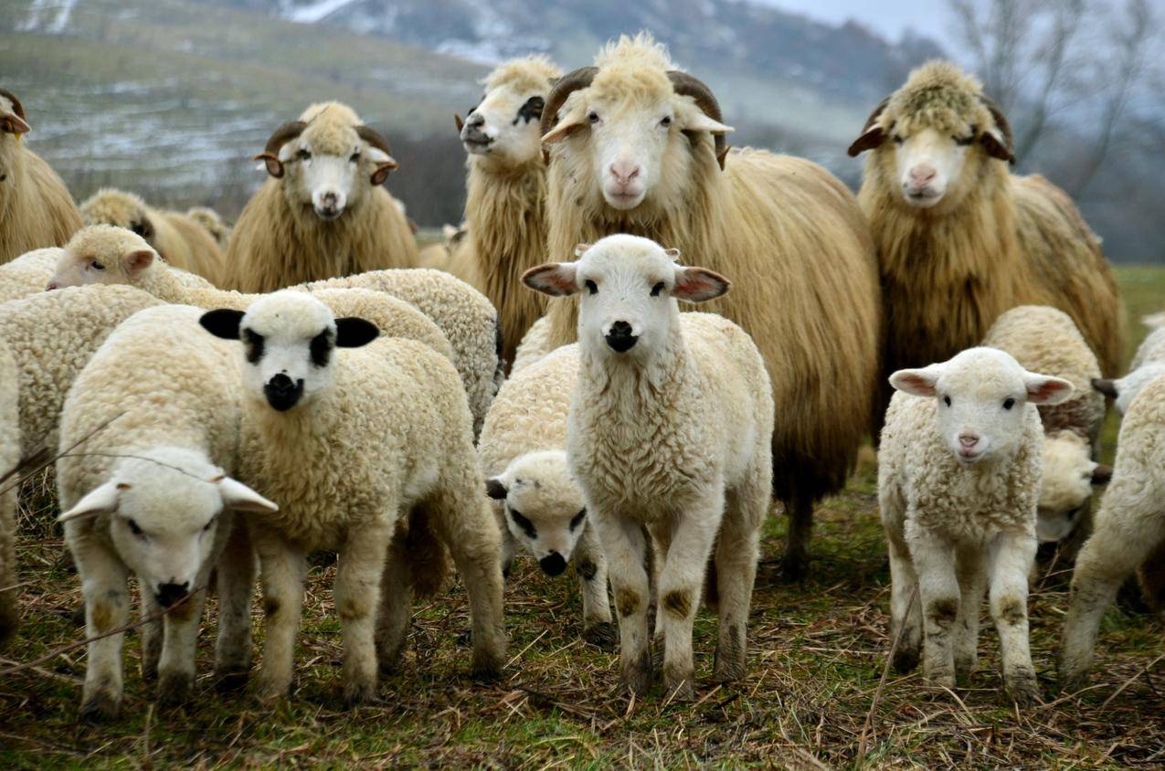 羔羊,乡村景观,牧场,4K图片