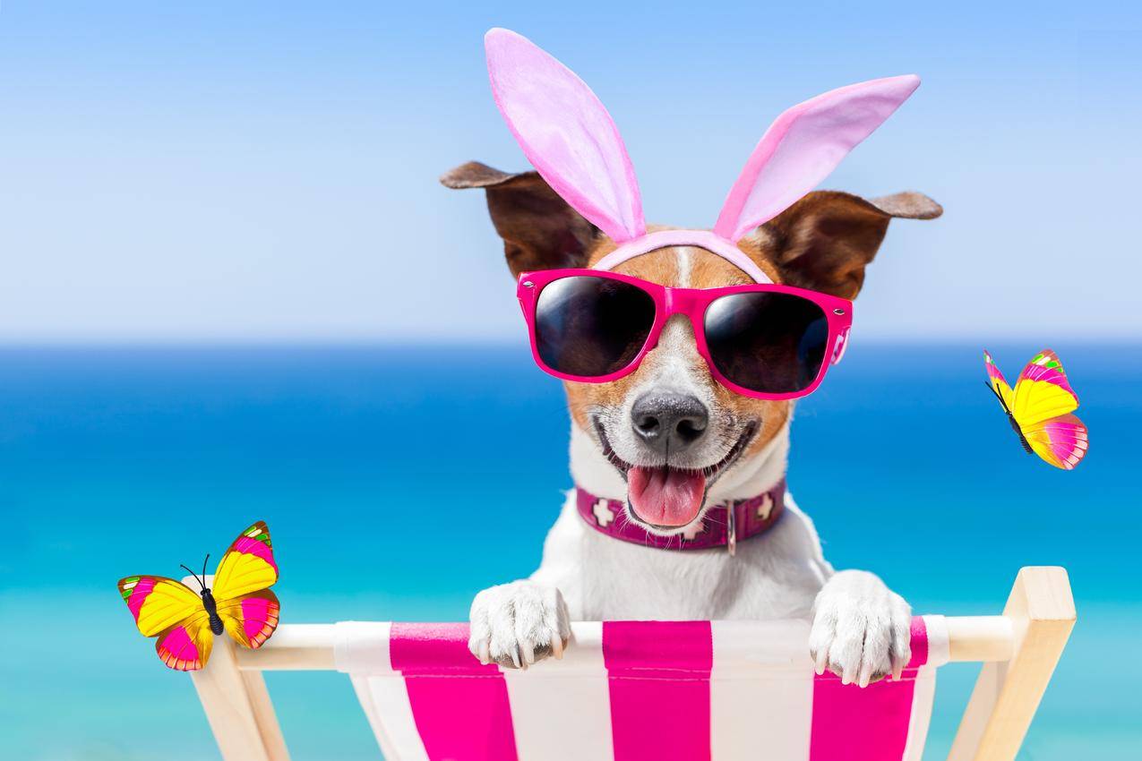 有趣的,狗,度假,海滩,太阳镜,小兔子的耳朵,5K壁纸