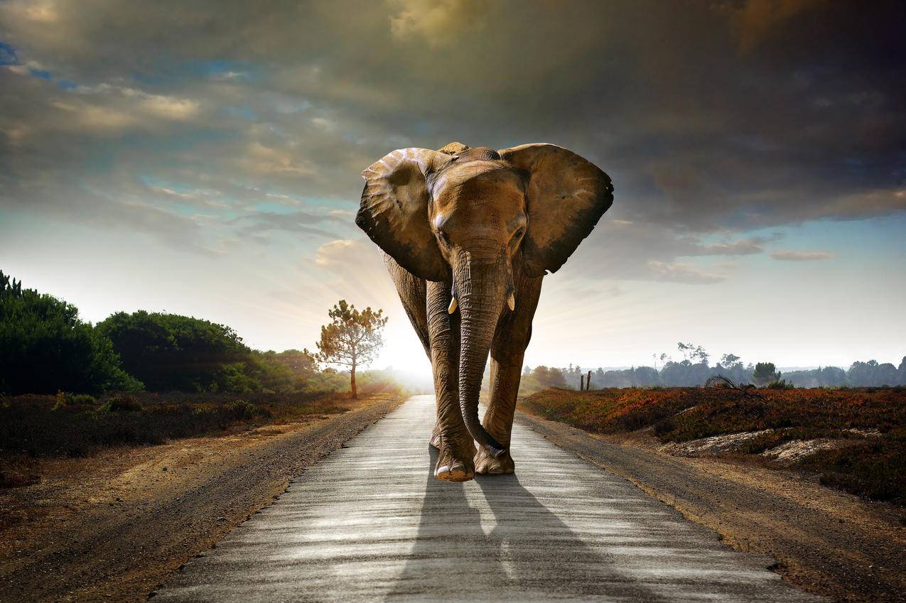 大象,非洲象,公路,行走,4K壁纸