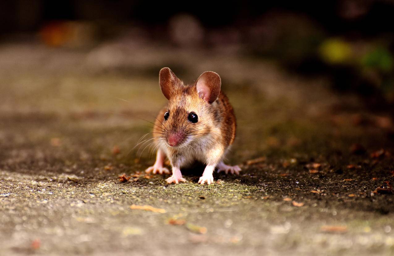 可爱老鼠4K摄影图片