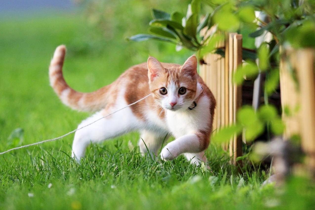 小猫,夏天,绿草地,可爱小黄猫图片