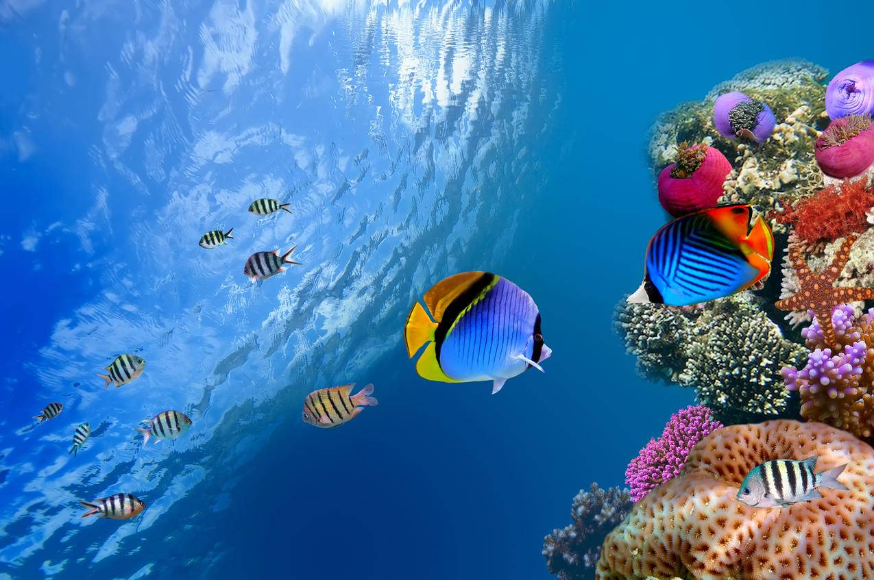 海洋,鱼,水下,珊瑚,海底世界4K壁纸