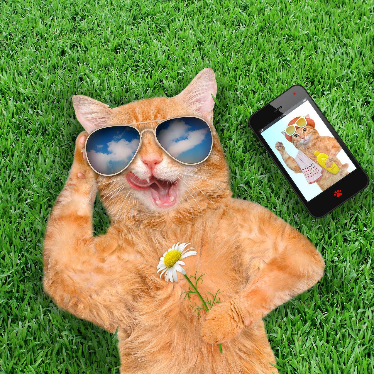 时尚的猫,草地,鲜花,眼镜,智能手机,创意设计,有趣的,4K壁纸